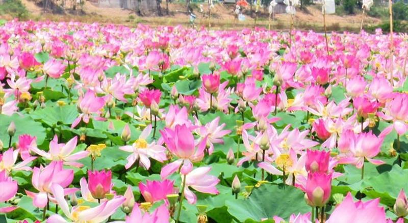 DU LỊCH TIỀN GIANG - BẾN TRE - TRÀ VINH - SÓC TRĂNG - BẠC LIÊU - CÀ MAU - CẦN THƠ