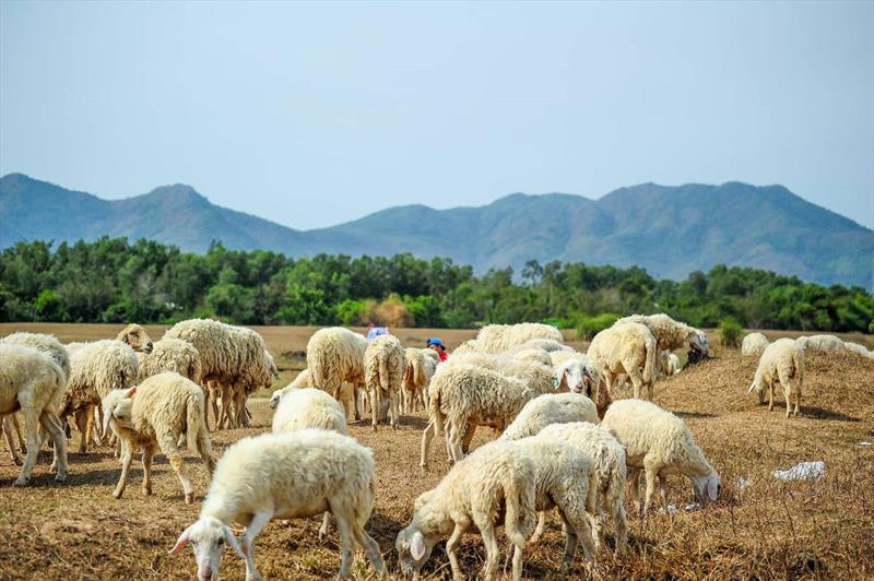 HỒ TRÀM - NHÀ THỜ SONG VĨNH 2N1Đ